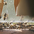 Photo prise de l'intérieur d'une ruche vitrée.