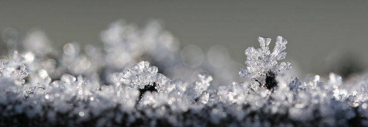 Fleurs de givre