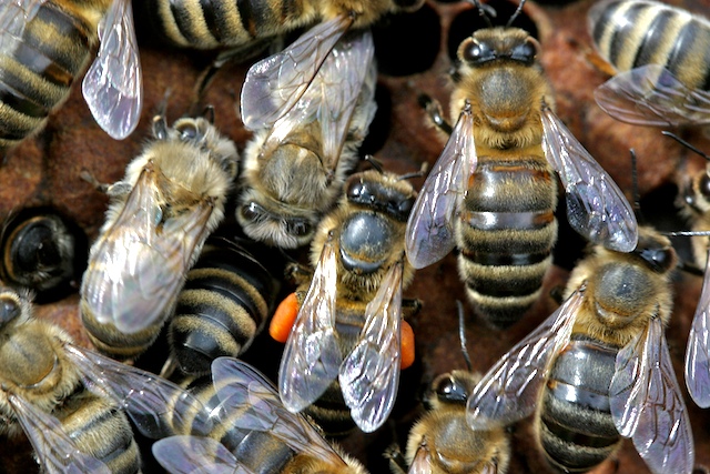 Les pelotes de pollen