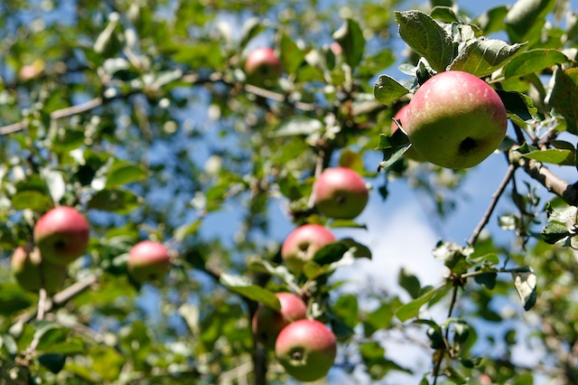 La pomme de comte