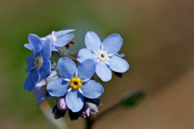 Les myosotis