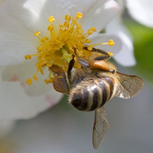 Zone de butinage sur les fleurs de l'églantier1