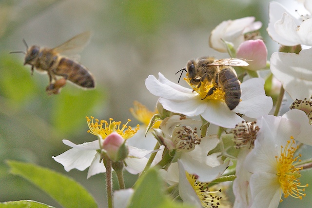 Zone de butinage sur les fleurs de l'églantier2