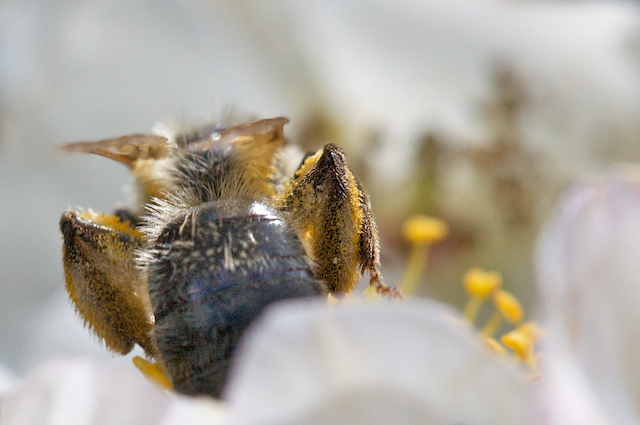 Abeille photographiée de dos, en plein butinage-