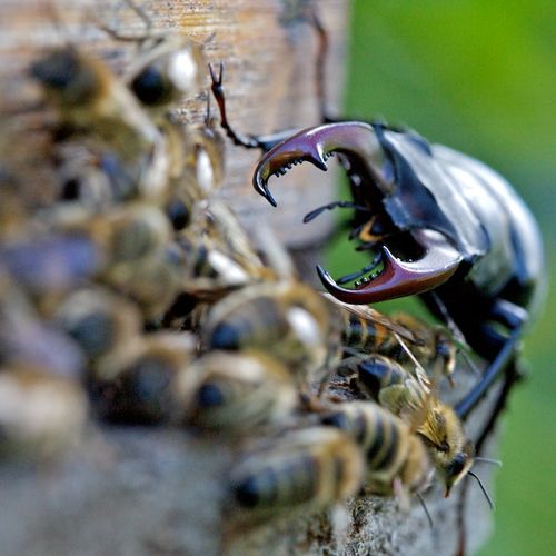 Le lucane très gourmand1