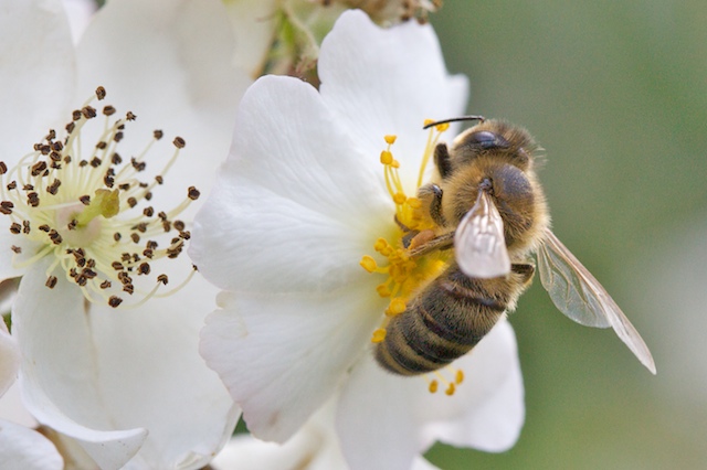 Zone de butinage sur les fleurs de l'églantier3