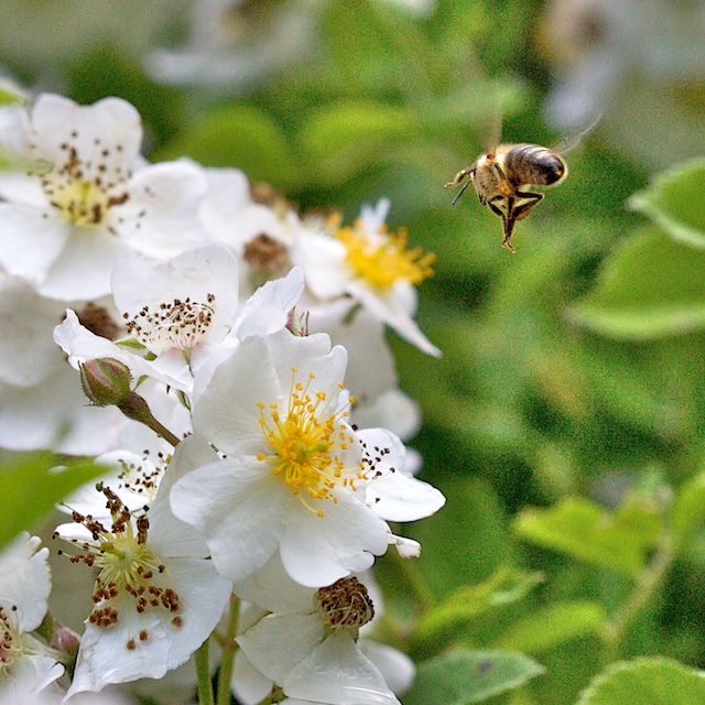 Approche de fleur d'églantier