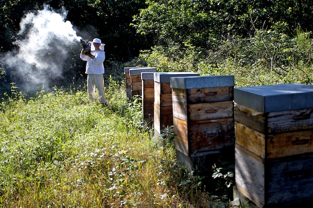 Pour la première fois de sa vie, Gauthier s'apprête à ouvrir une ruche-    00025