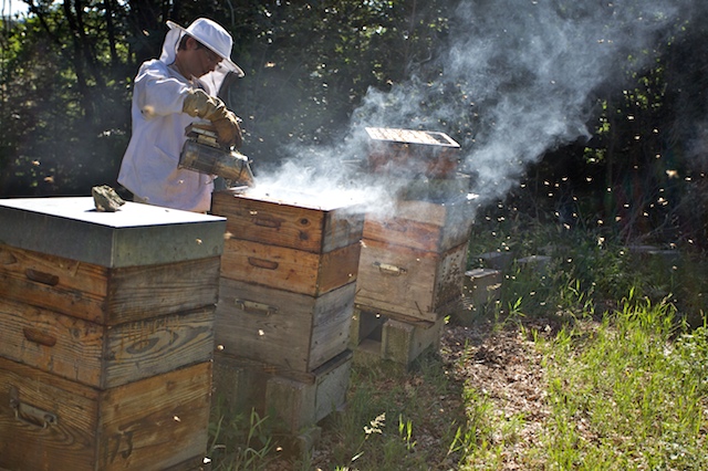 Gauthier et les abeilles-        00026