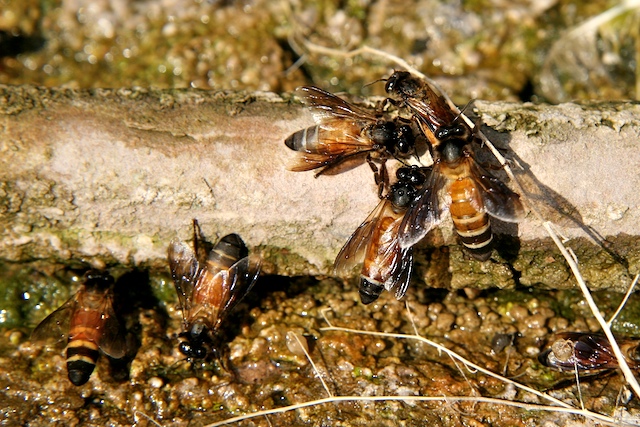 Apis Dorsata se désaltère 00276