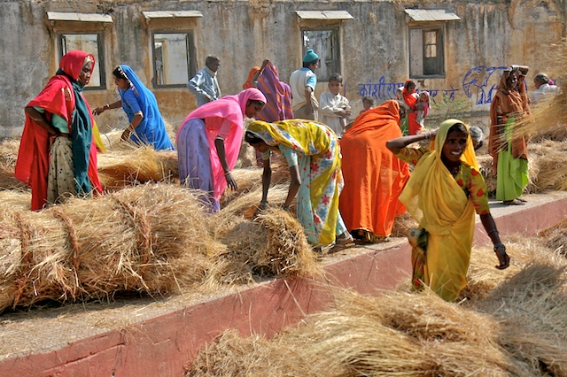 La paille de riz00288