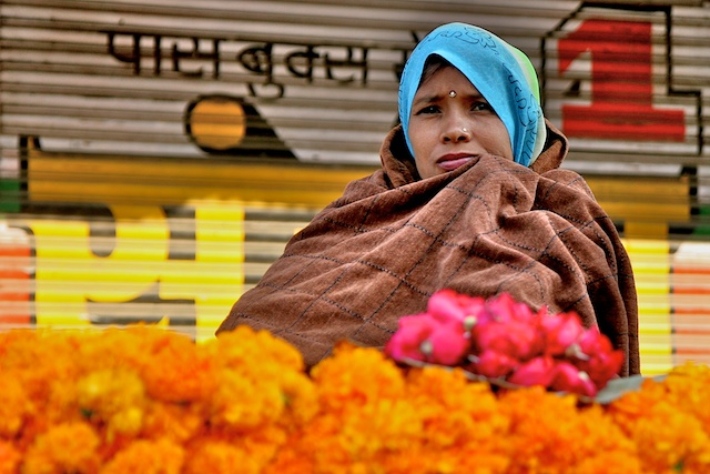 Les œillets d'Inde 2 00536