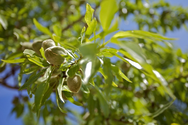 Les amandes 00327