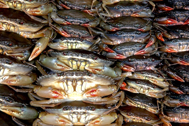 Crabes   00381