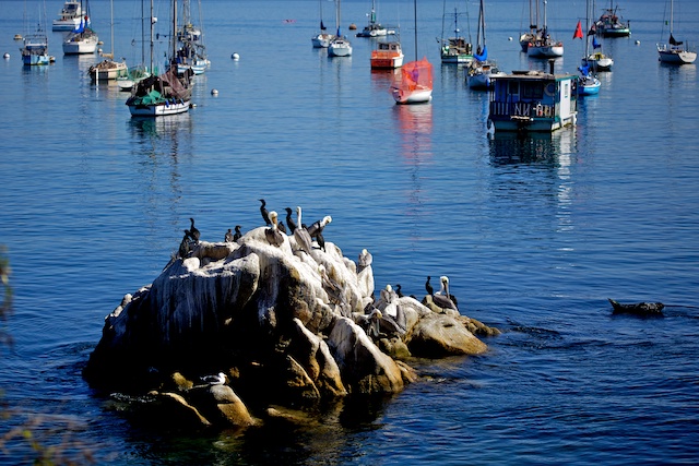 Bateaux & oiseaux au repos