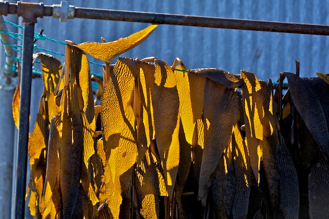 Séchage des algues à Monterey