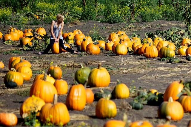 Du genre cucurbita