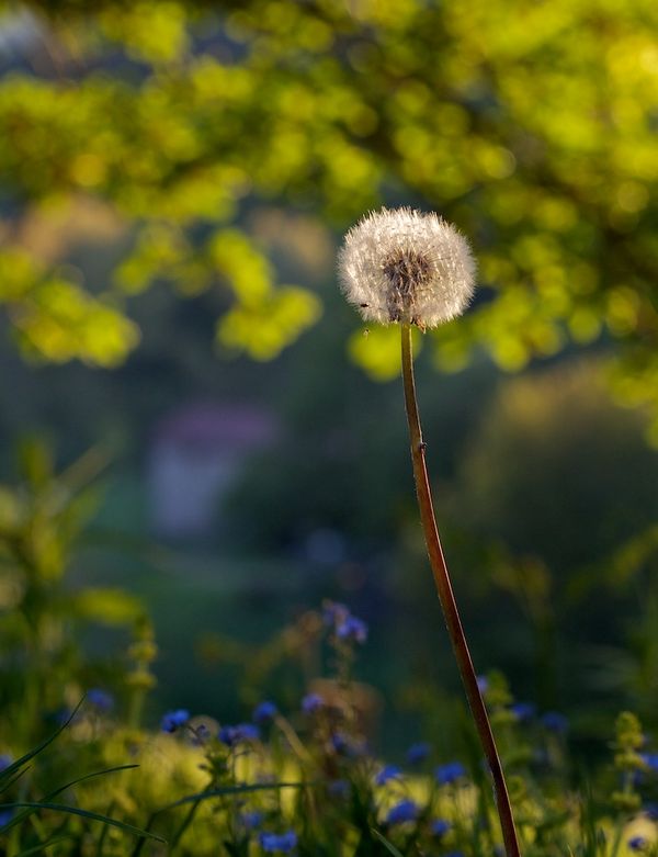 Les myosotis, le hêtre et les autres