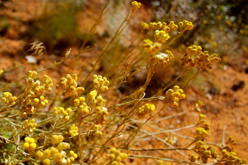 Helichrysum stoechas, it's ok ?