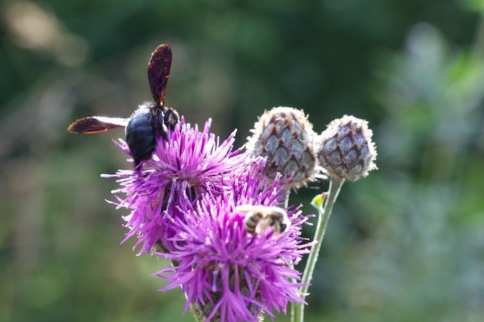 Abeille & abeille