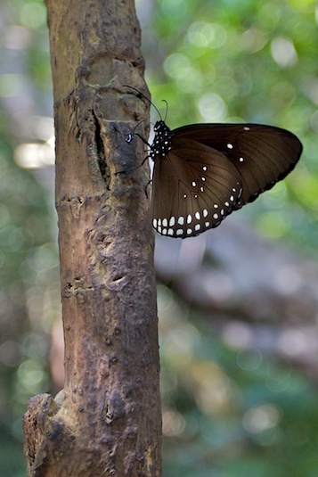Papillon asiatique