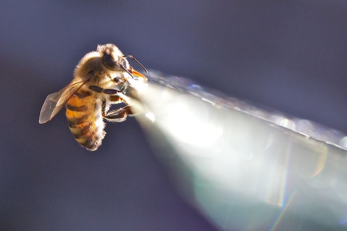 Abeille cracheuse de pesticides Abeille cracheuse de pesticides