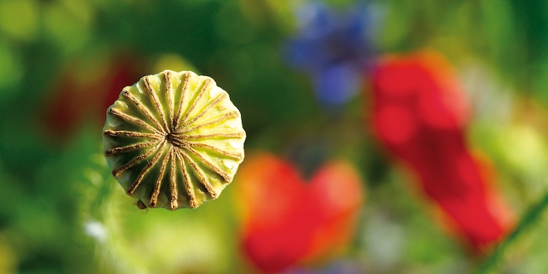 Coquelillage? Coquelicotage? Coquelicot !