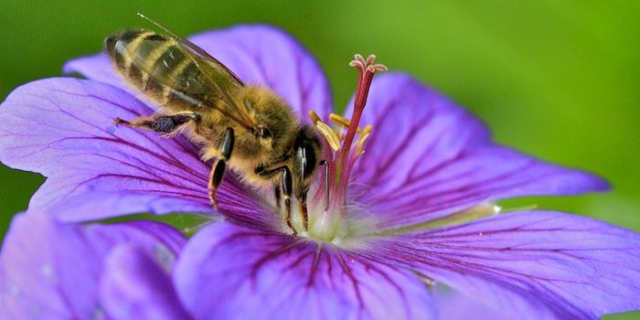 L'abeille et le pélargonium