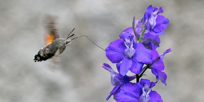 Le sphinx et le delphinium