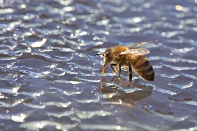 L'abeille océan, N°10