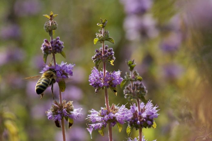 Un peu de menthe dans votre miel ?