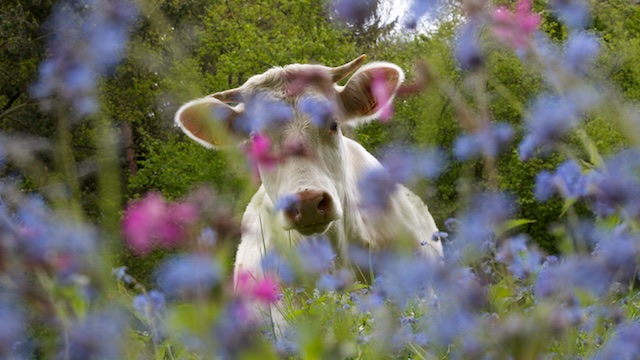 La vache