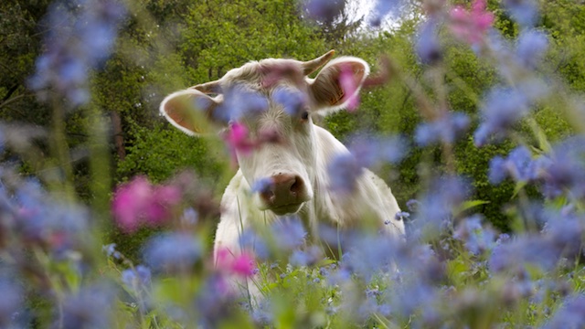 La vache