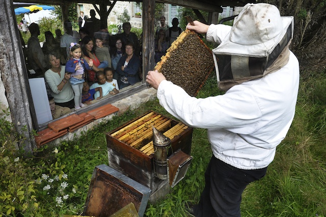 Regarde le bébé abeille !