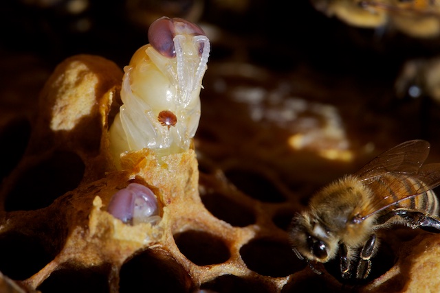 Varroa Jacobsoni