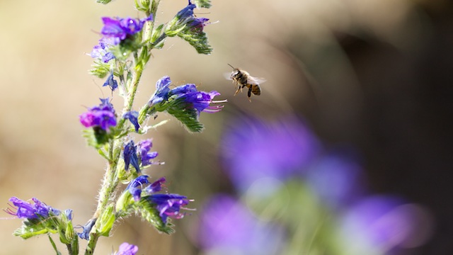 L'abeille vipérine