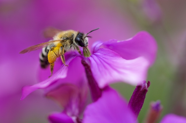 La Cite De L Abeille